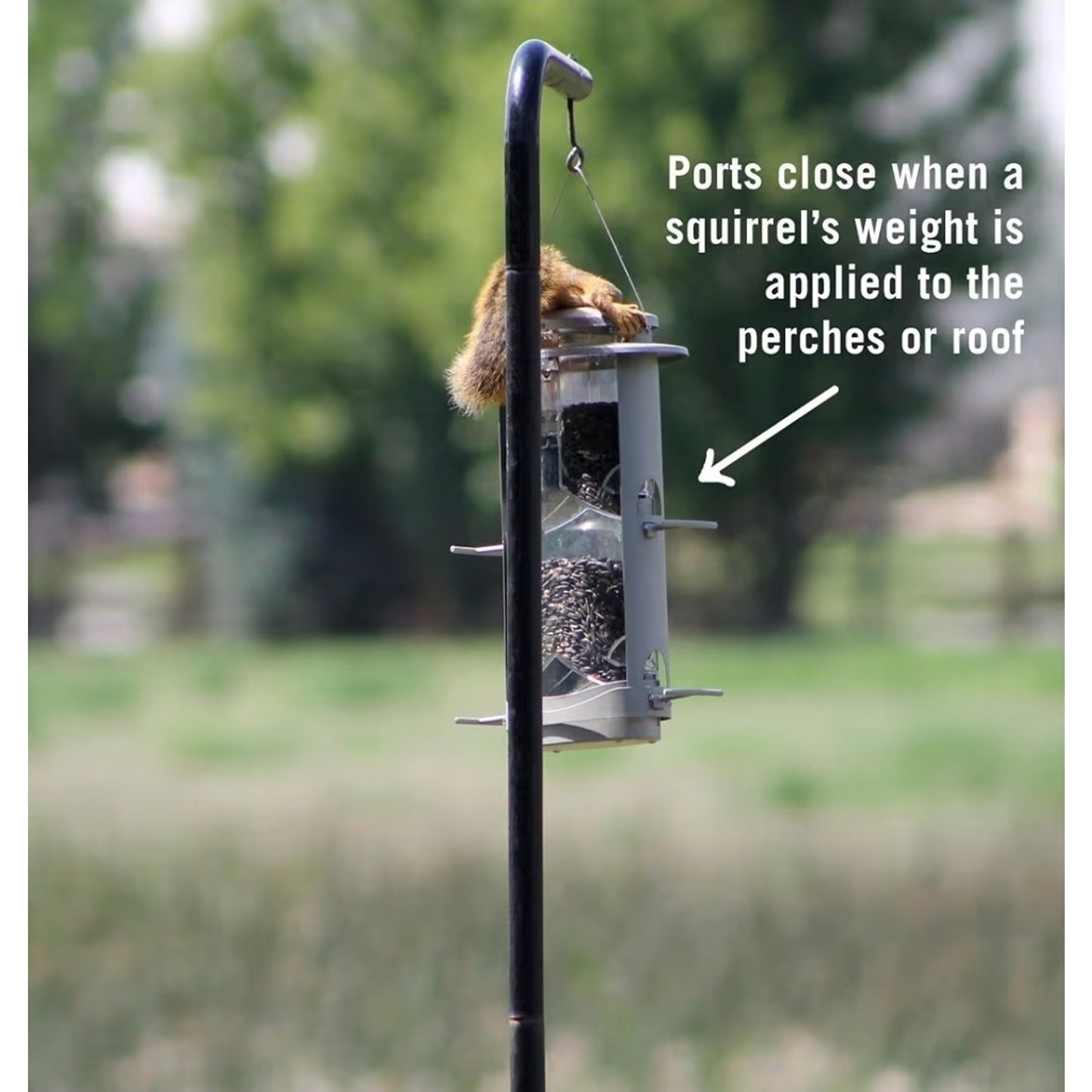 More Birds X-1 Squirrel-Proof Bird Feeder 4.2-Pound Bird Seed Capacity And Four