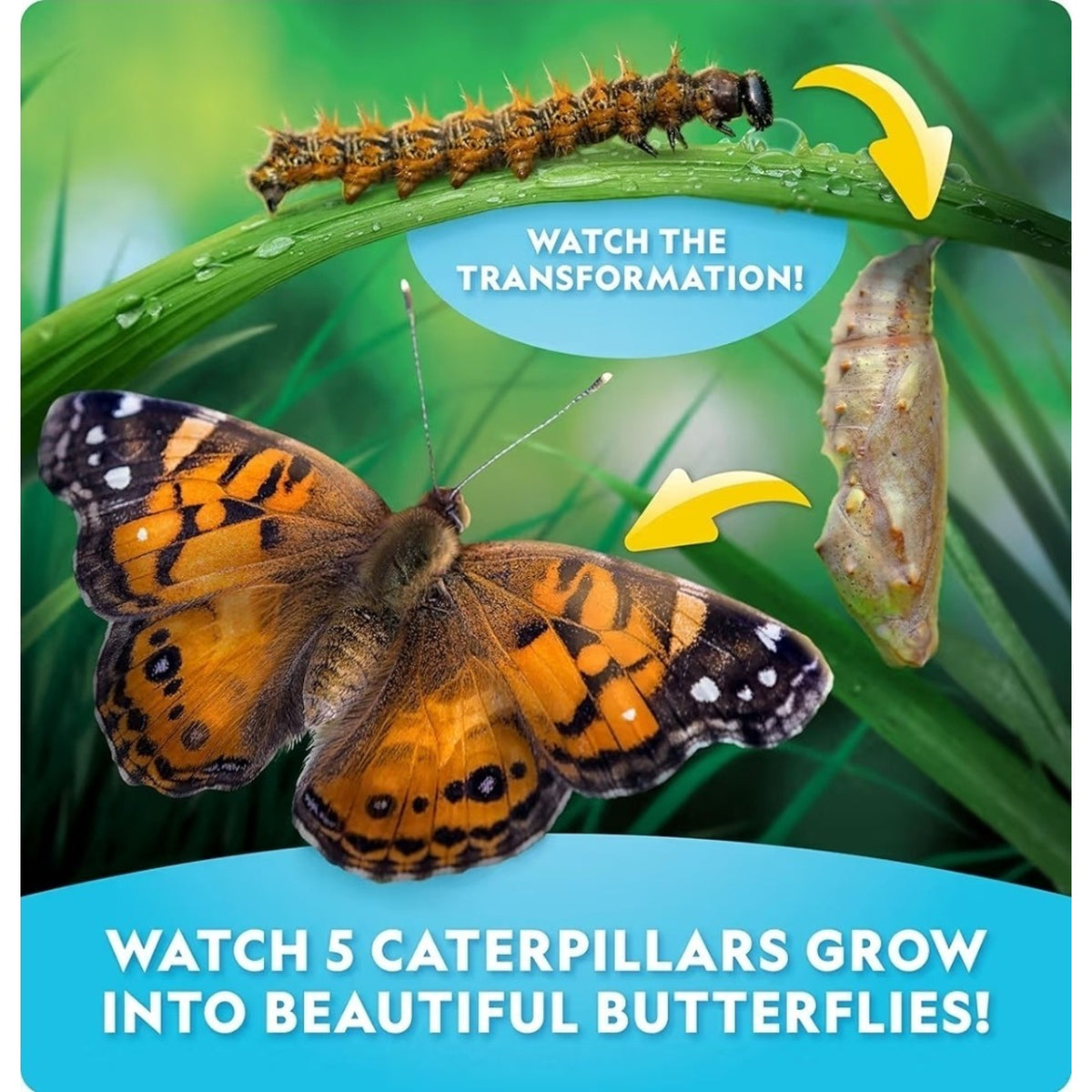 Butterfly Growing Kit Voucher for 5 Live Caterpillars STEM National Geographic